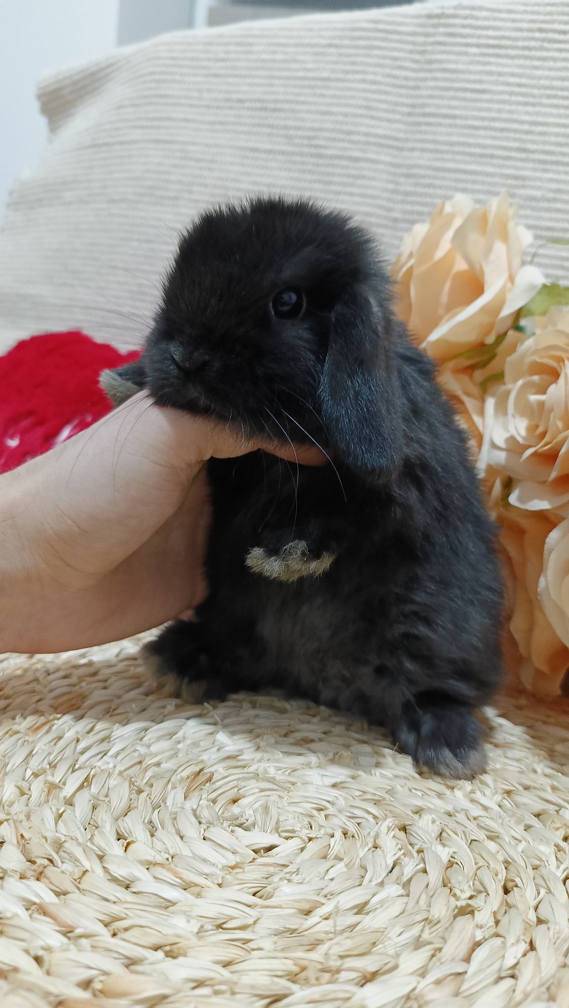Mini lop króliki karzełek miniaturka baranek hodowla