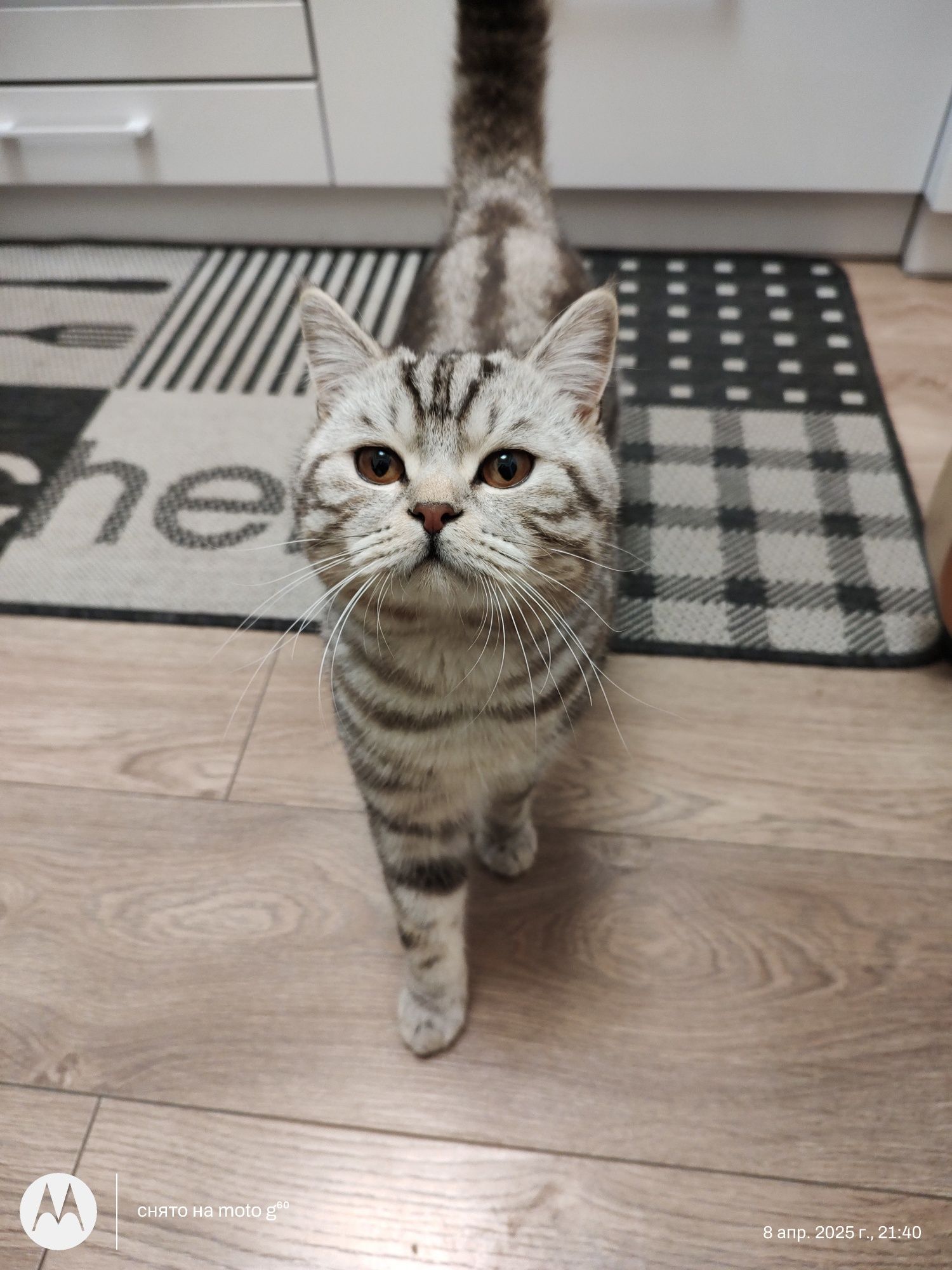 В'язка котика шотландець