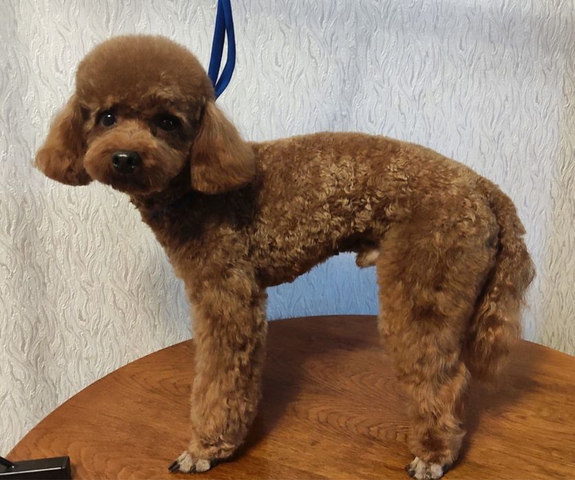 Той пудель Китай