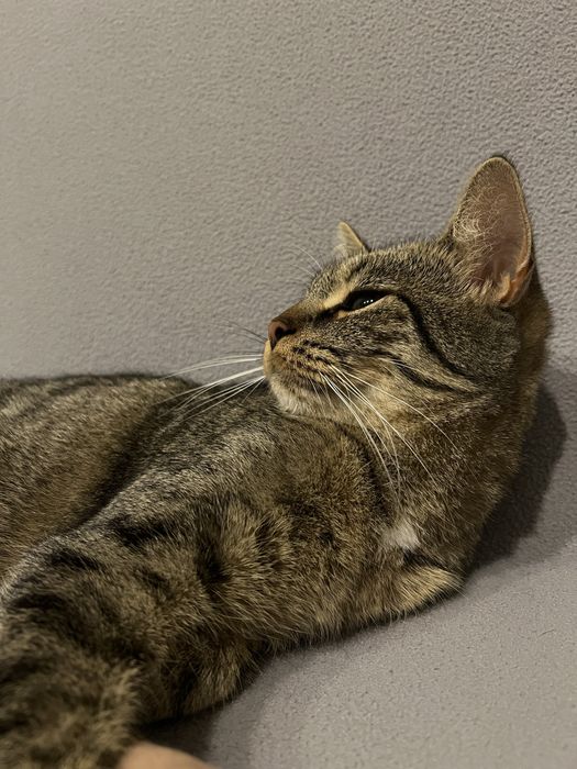 Kotka zaginiona szara