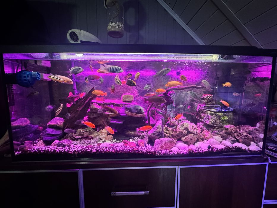 Akwarium  240L wraz z zawartością