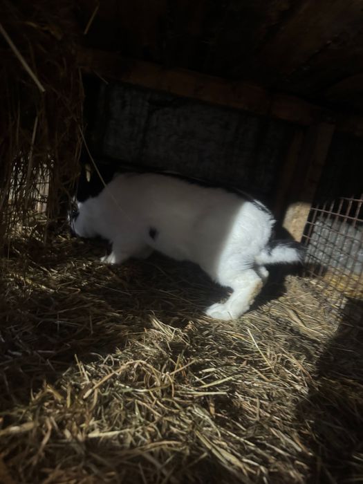 Królik srokacz olbrzymi