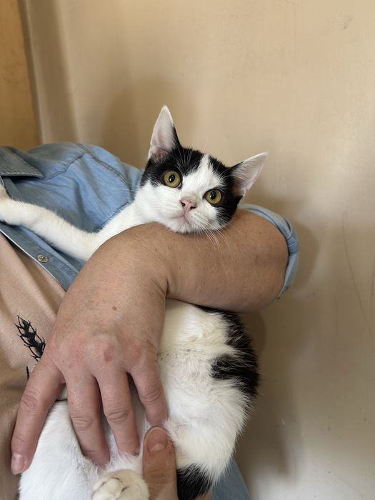 Кошенятка шукають найкращий дім