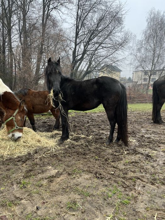 sprzedam dwie klacze