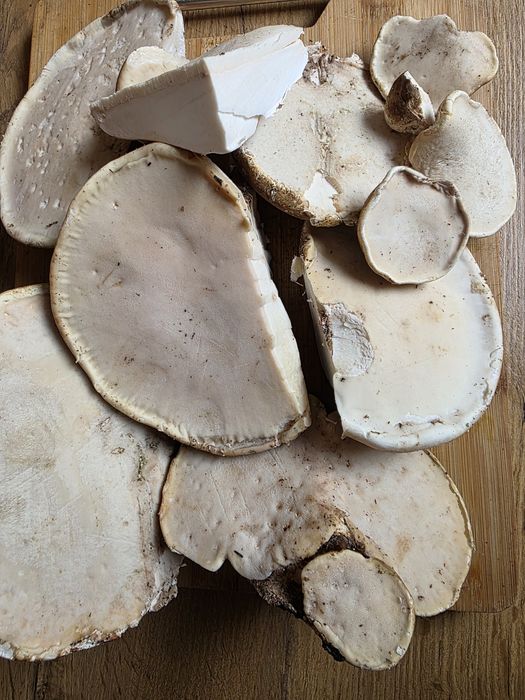 Świeży Białoporek Brzozowy (Huba Brzozowa) - Prosto z Lasu! 100g