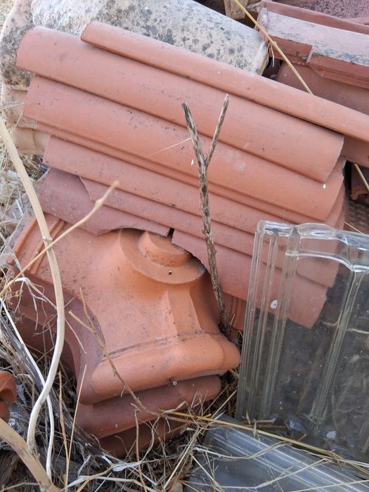 Pata Leão  cumes e outros restos novos