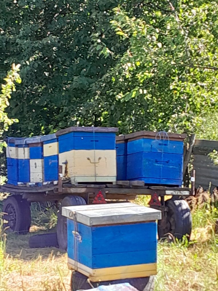 Продам вулики з бджолами