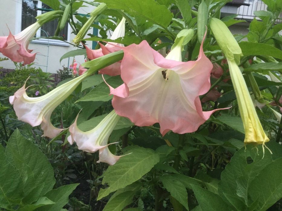 Дурман Бругмансія