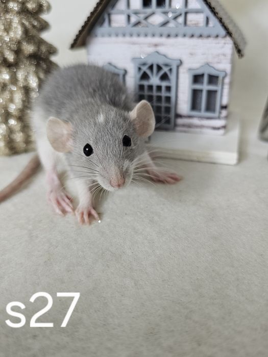 Szczur szczury szczurki