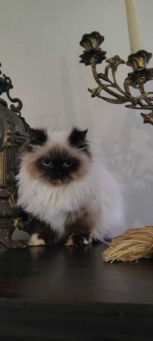 Kot Perski color point czekoladowy kocurek Aktualne