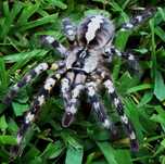 Poecilotheria regalis adult samiec