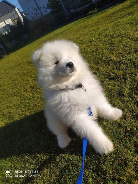 Samoyed śliczny gotowy do nowego domu