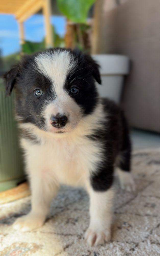 2 miesieczny szczeniak Border Collie