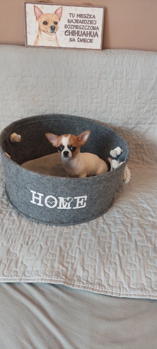 MINI piesek Chihuahua