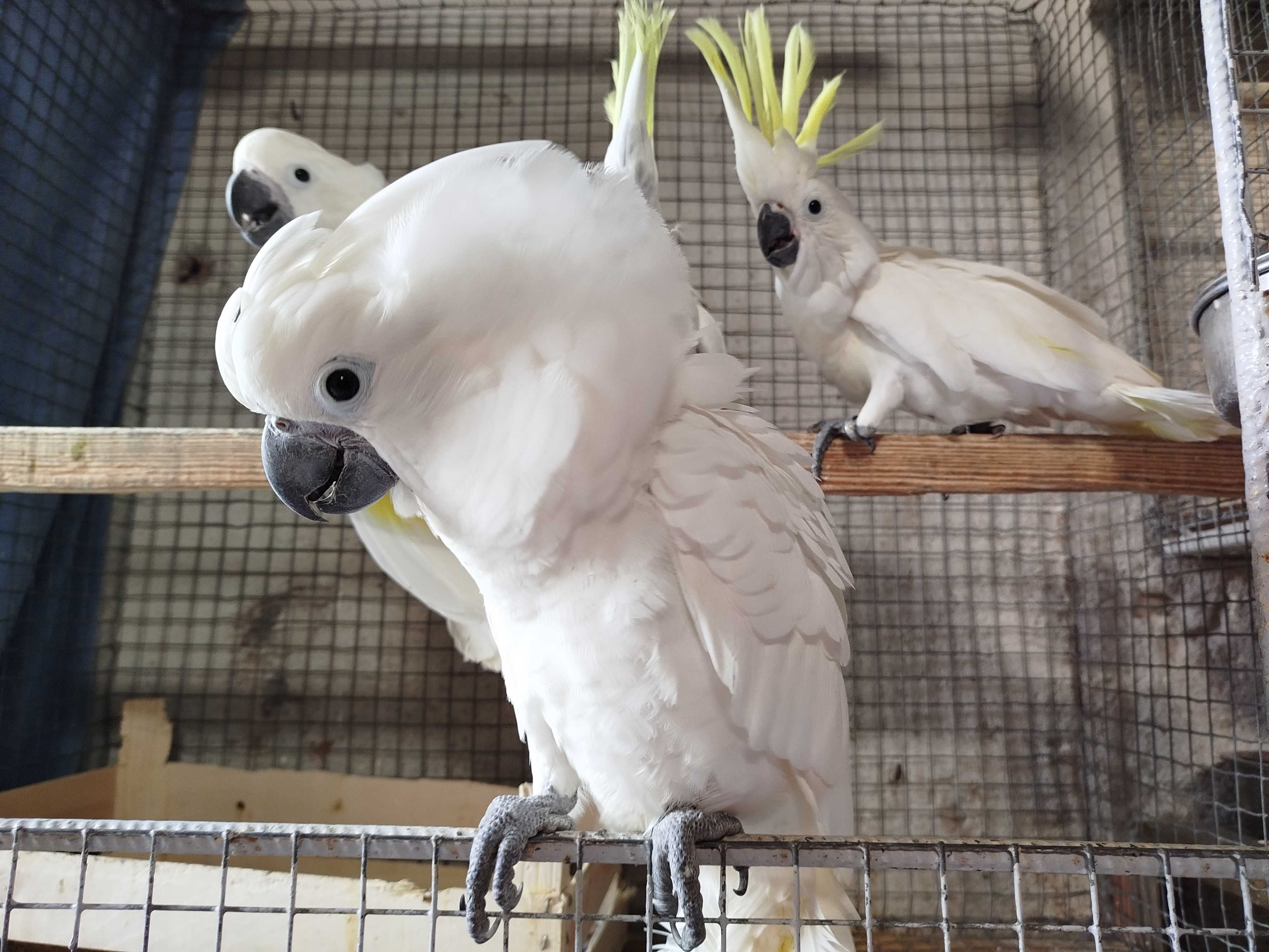 Aves bico curvo diversas espécie