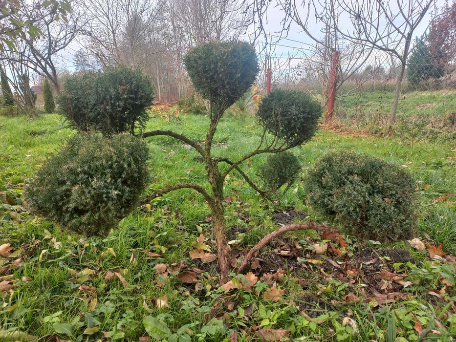 Бонсай, ніваки з ялівця