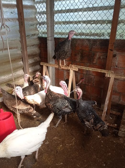 Patos e perus para venda