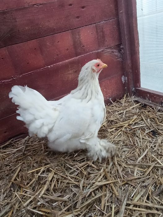 Para Kochina Miniaturowego