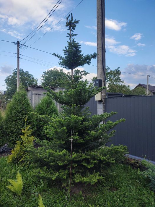 ялинка піхта корейська, висота 5м, діаметр 2,5м, вік 8 років