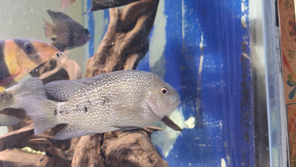 Herichthys tamasopensis pielęgnica unikat vieja