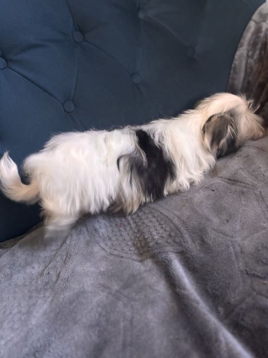 Morkie hybryda york-maltańczyk suczka