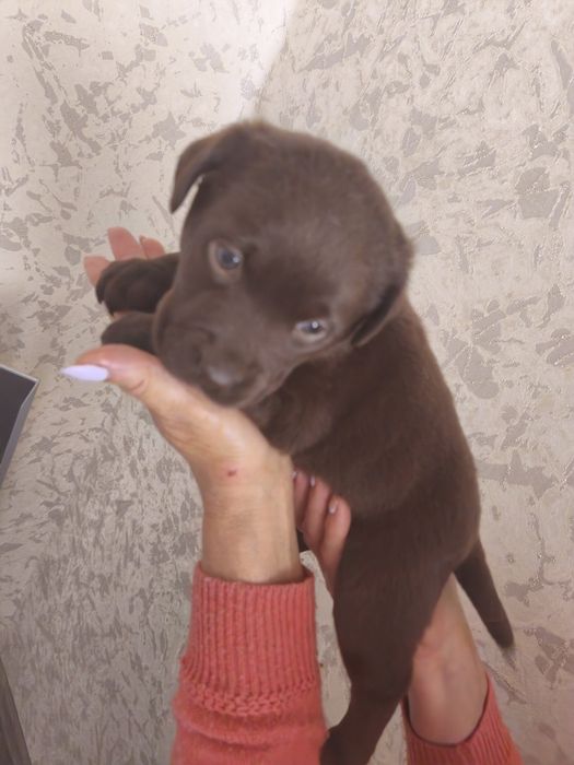 Шоколадные Лабрадор Ретривер мальчик и девочка с Документами