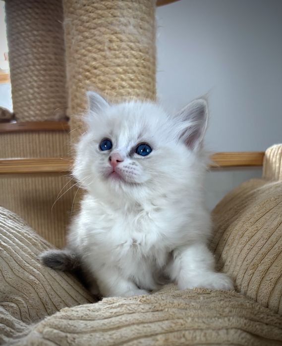 Kotka Ragdoll po European Championie