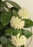 Хойя Паразитика Блэк Эдж (D12, hoya parasitica Black Edge)