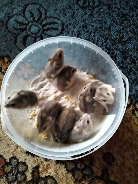 Хом'ячки джунгарики