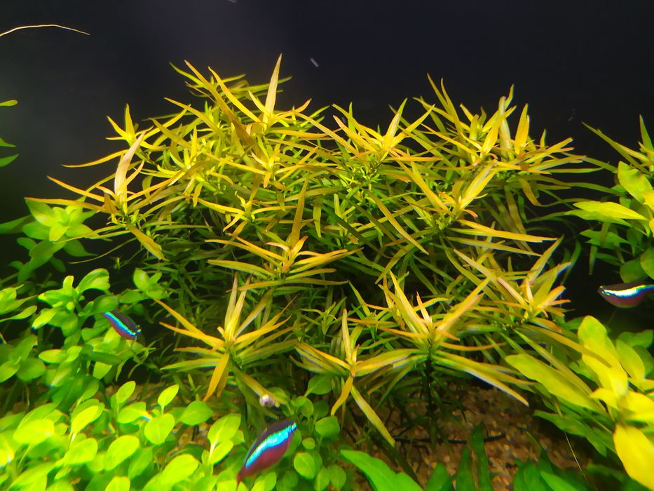 Ludwigia Brevipes na 3 plan .Hodowla podwodna. Gratisy.