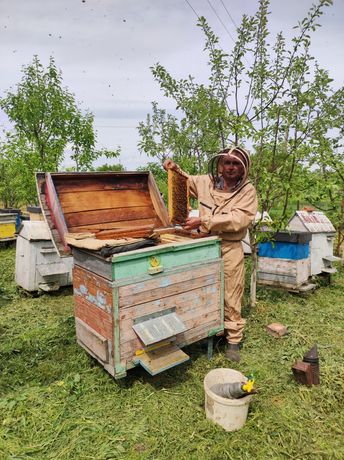 Навчаю бджолярству на власній пасіці. Досвід понад 20 років.