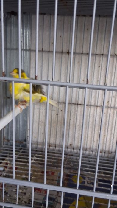 Canários para venda