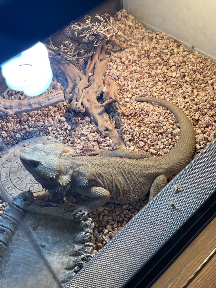 Agama brodata citrus witblits samiec
