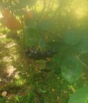 ekologiczna aronia sprzedam