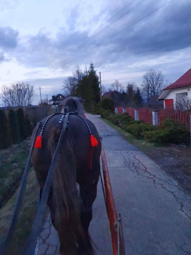 Sprzedam klacz zimnokrwista