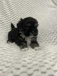 Shih tzu czarna suczka