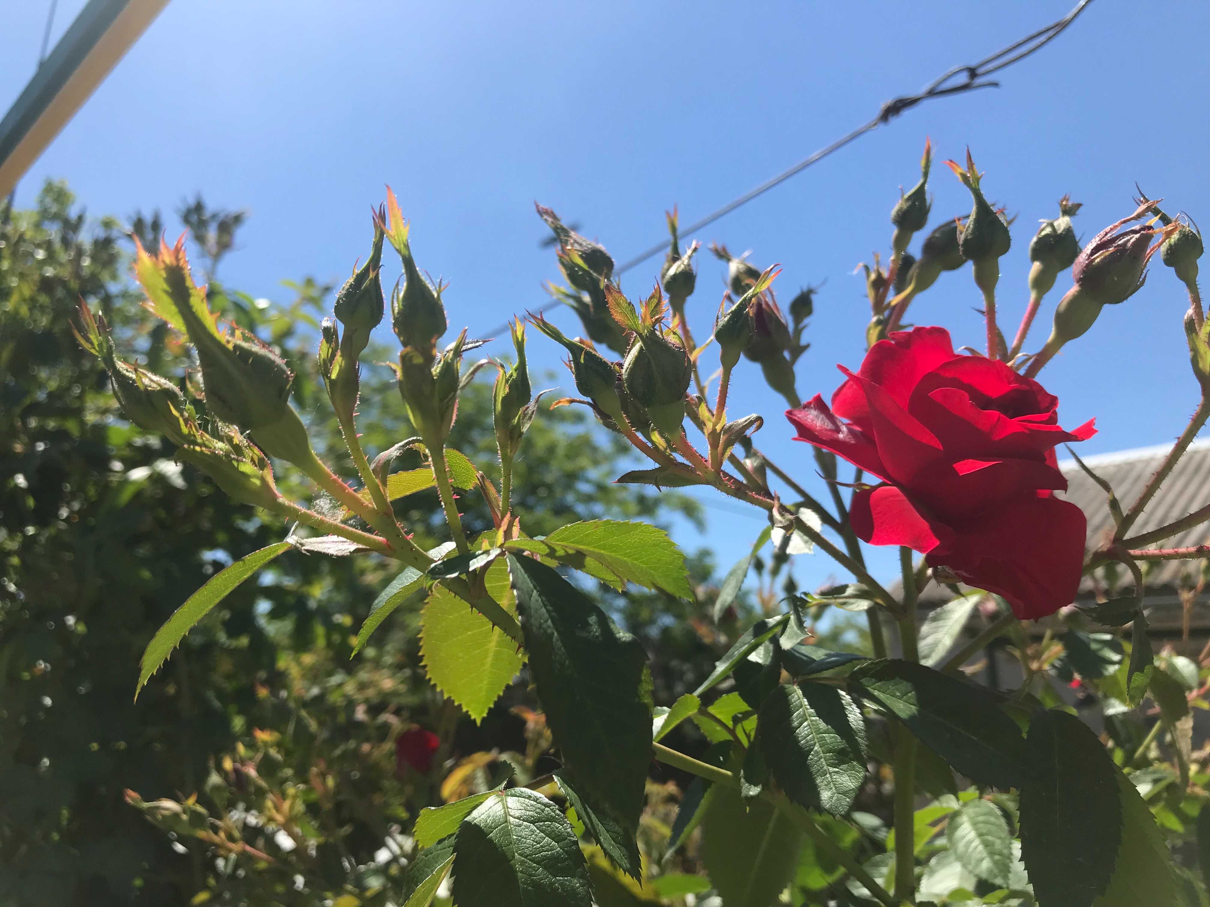 роза вьющая темно красная