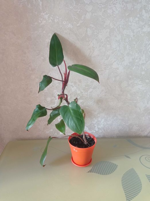 Неймовірно красиві рослини Філодендрон