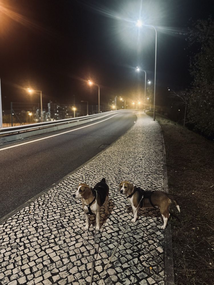 Beagles adoção conjunta