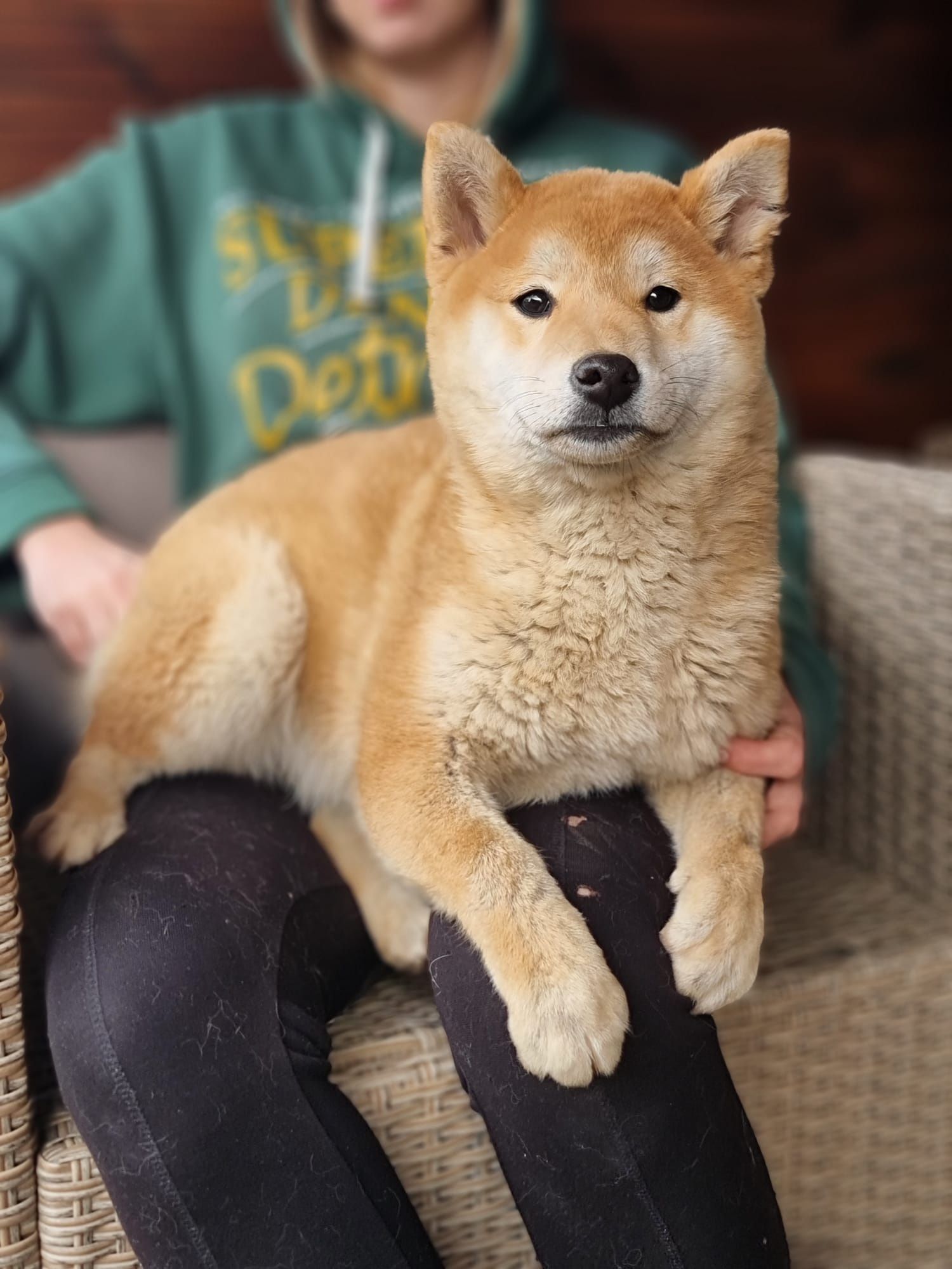 SHIBA INU szczeniak czerwony suczka pieski Bunia