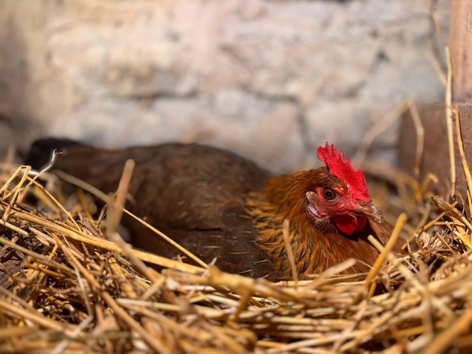 Jajka wiejskie od kur z wolnego wybiegu