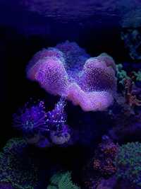 Sarcophyton Flou Akwarium Morskie koralowiec miękki