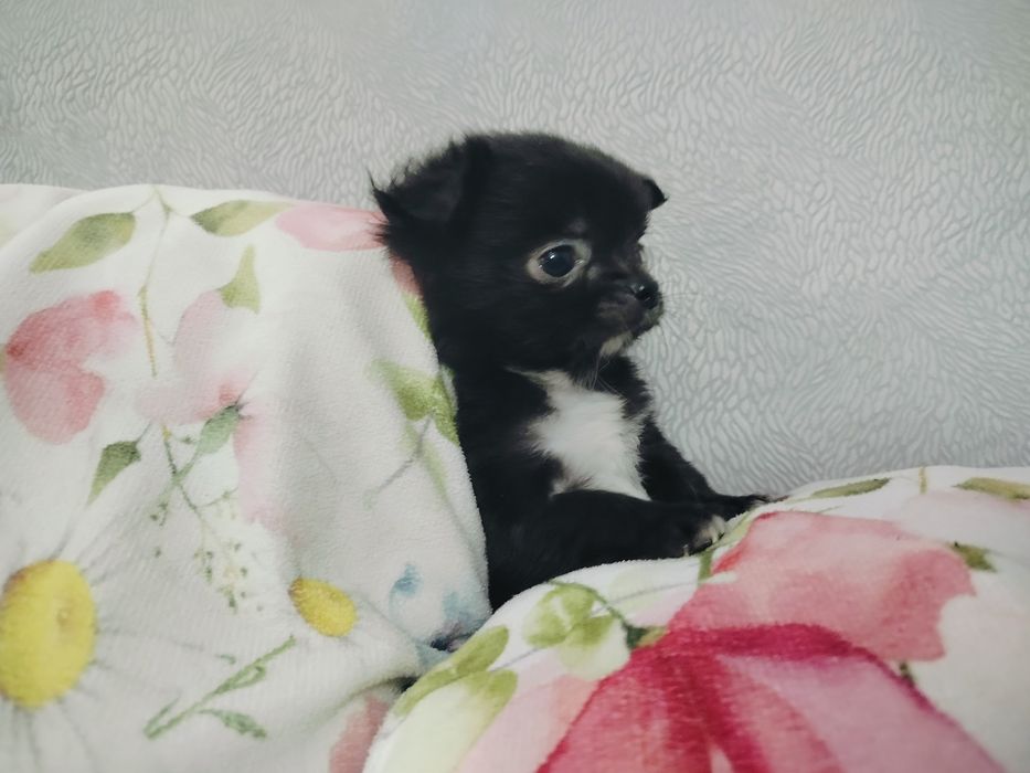 Chihuahua pieski