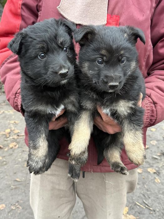 Продам цуценят німецької вівчаркии