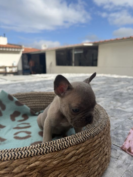 Bulldog Francês Excelente Linhagem