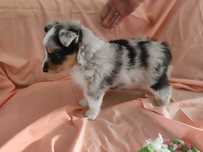 Owczarek szetlandzki suczka blue merle ZKwP