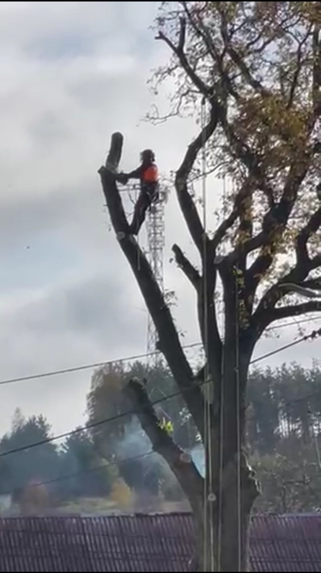 Wycinka drzew. Pilarz-drwal, arborysta. Wykaszanie zarośli.