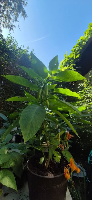 Datury rośliny kwiaty