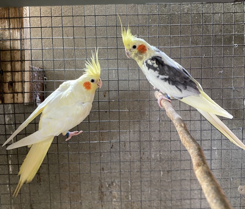 Vendo casal de caturras