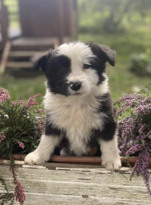 Border collie szczenię z rodowodem